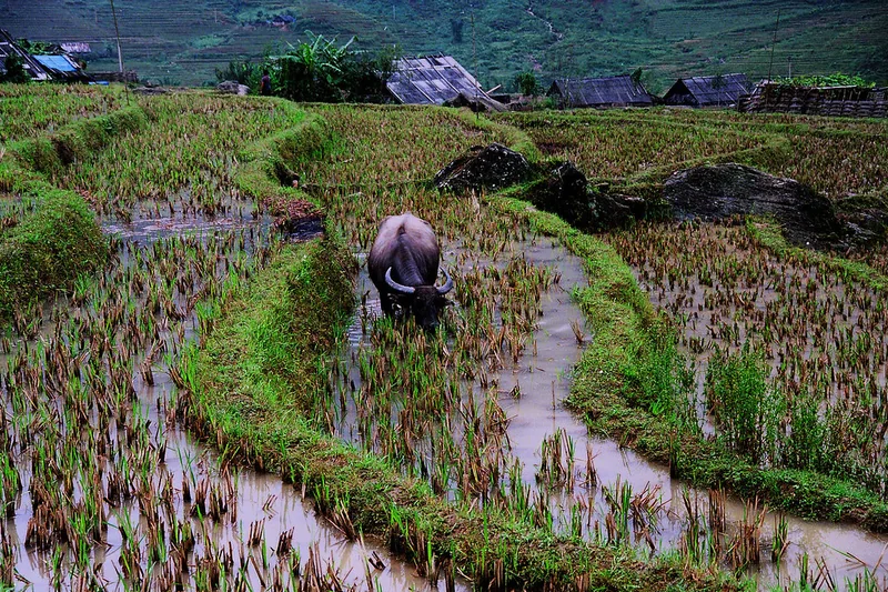 Sa Pa – phong cảnh địa phương
