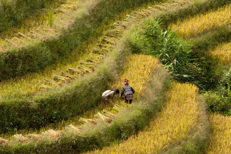Sa Pa – phong cảnh địa phương
