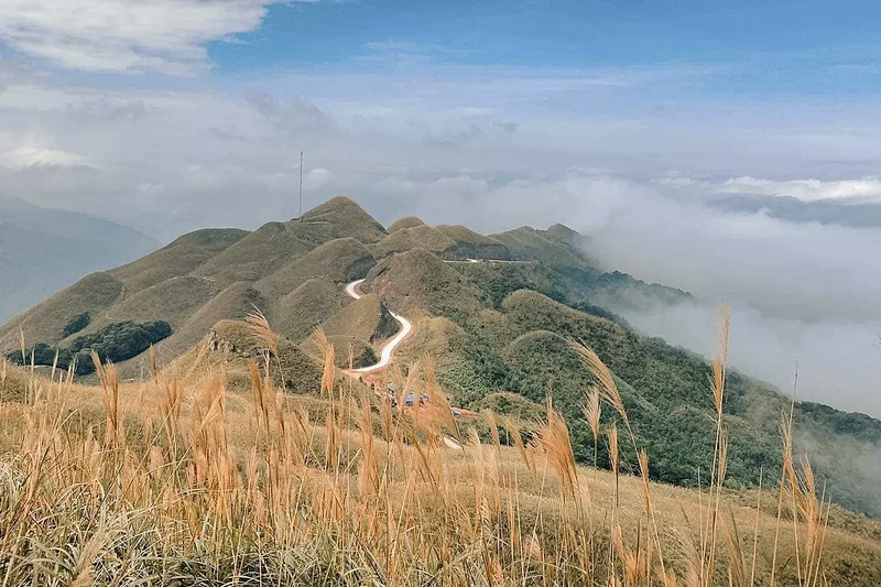 Đồi cỏ lau Bình Liêu