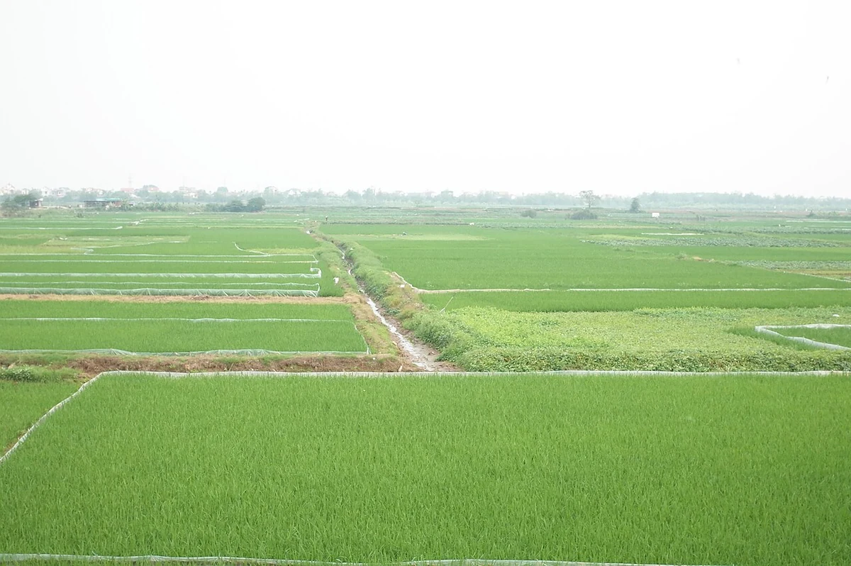 Cánh đồng ven sông Thái Bình ở khu vực Hải Dương